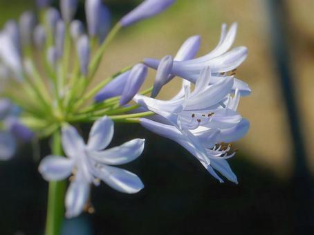 【花の写真】アガパンサス(紫君子蘭) 【花の写真】アガパンサス(紫君子蘭)の写真