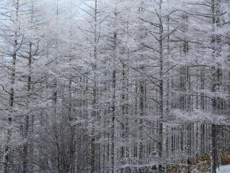 冬の入笠山の霧氷 冬の入笠山の霧氷の写真