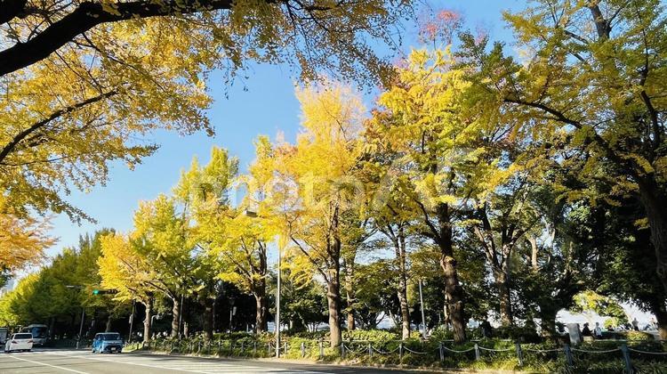 山下公園　銀杏並木 銀杏並木,紅葉,山下公園の写真素材