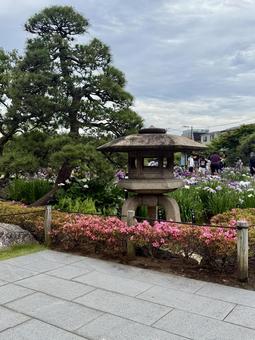 堀切菖蒲園 堀切菖蒲園 草,灯籠,灯の写真素材