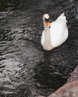 白鳥の写真