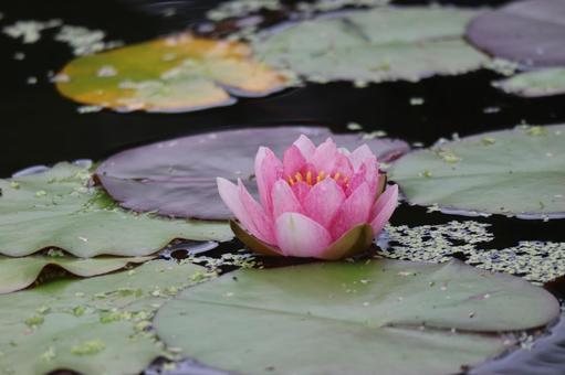 ピンクの花びらの睡蓮の花のアップ ピンクの花びらの睡蓮の花のアップの写真