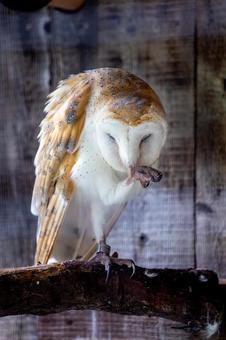 メンフクロウ 井の頭動物園 メンフクロウ 井の頭動物園 メンフクロウ,フクロウ,鳥の写真素材