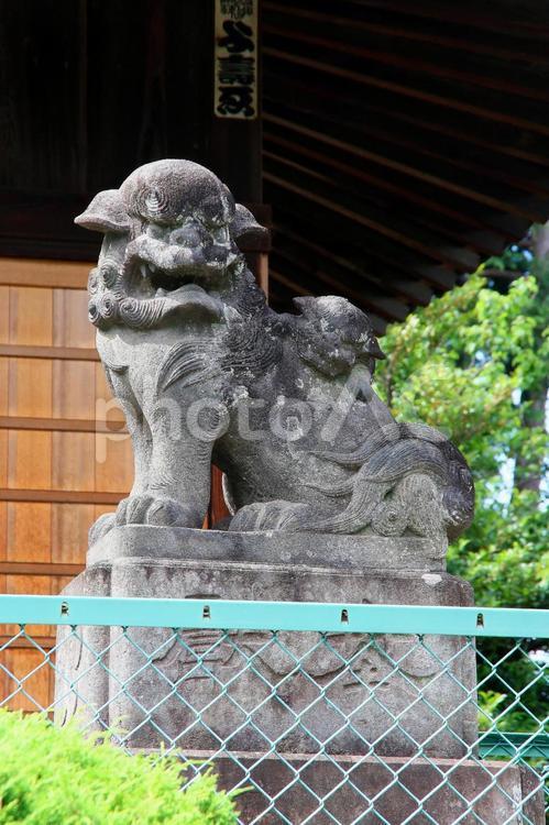 南大塚菅原神社（川越） 南大塚菅原神社,菅原道真公,藤倉大膳の写真素材