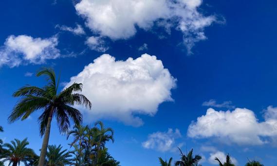 Palm trees against the blue summer sky, JPG Palm trees against the blue summer sky, JPG