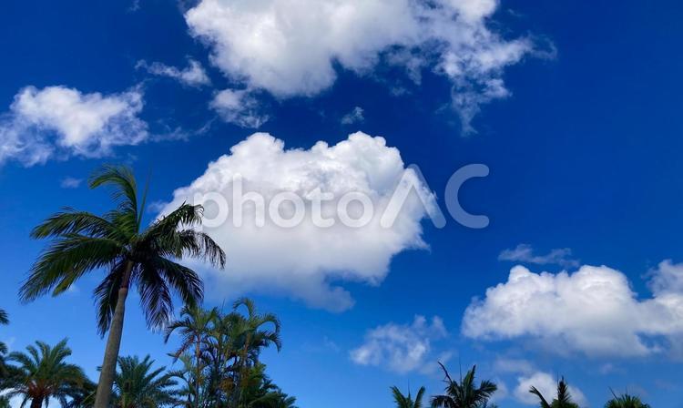 夏の青空に映えるヤシの木 椰子の木,パームツリー,青空の写真素材