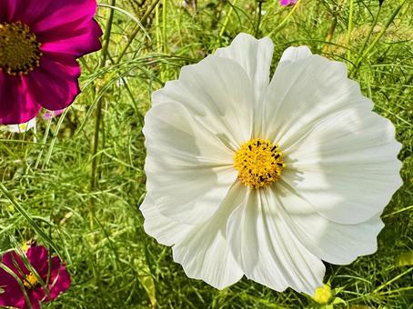 コスモス　コスモスパーク コスモス,秋桜,あきざくらの写真素材
