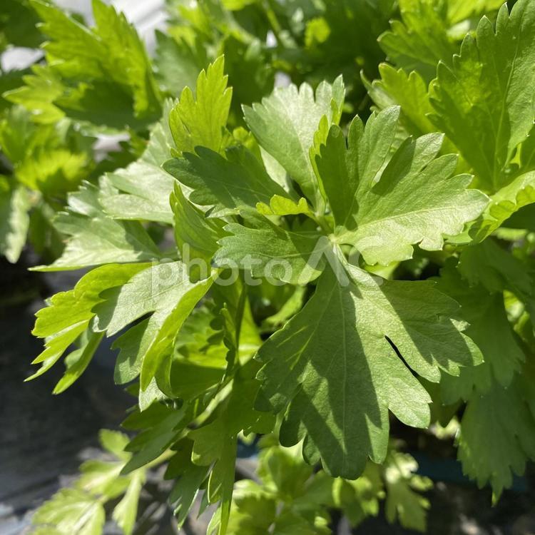 セロリの葉っぱ② セロリ,野菜作り,家庭菜園の写真素材