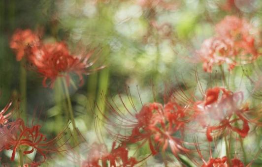 ヒガンバナ ヒガンバナの写真
