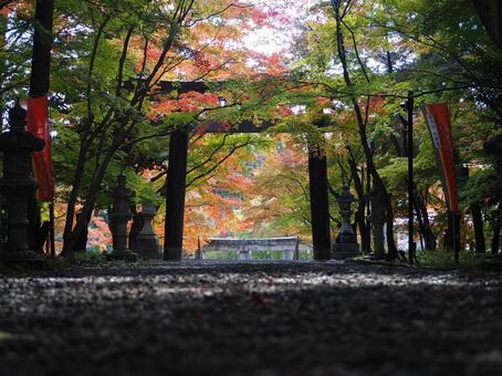 紅葉 紅葉,もみじ,秋色の写真素材