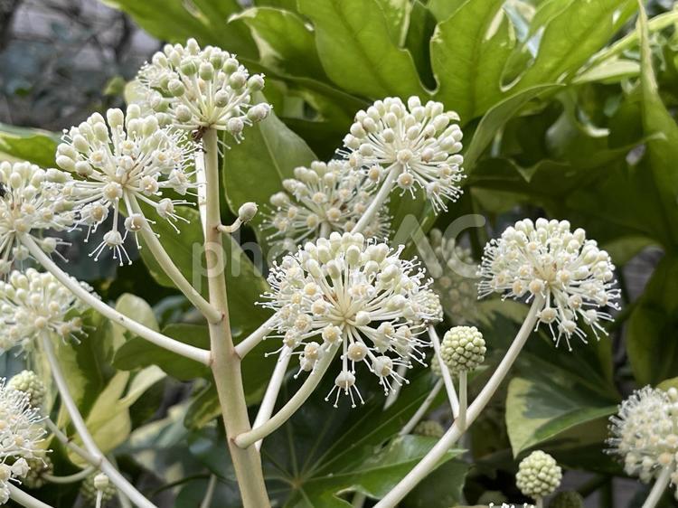 12月の生垣のヤツデの花 2024 ヤツデ,生垣,緑樹の写真素材