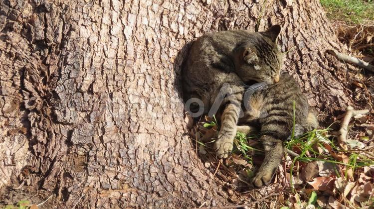 日向ぼっこと毛繕いが日課のモフモフな猫 猫,キジトラ,毛繕いの写真素材
