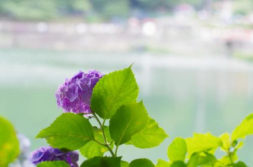 Hydrangeas decorating the waterside, JPG Hydrangeas decorating the waterside, JPG