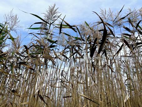 背の高い枯れ草の壁 枯れ草,空,自然の写真素材