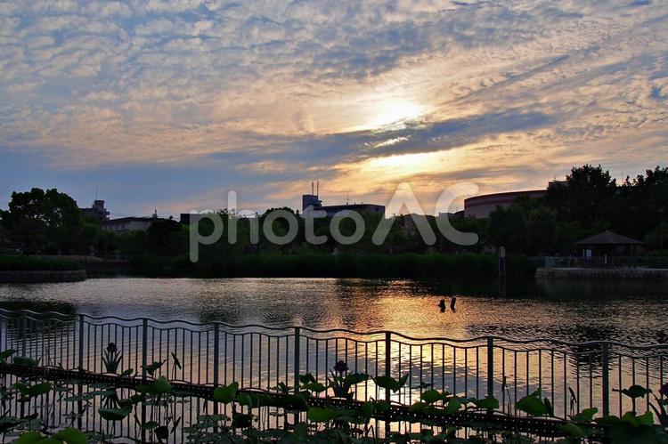 5月のたそがれの公園風景 市場池公園,たそがれ,黄昏の写真素材