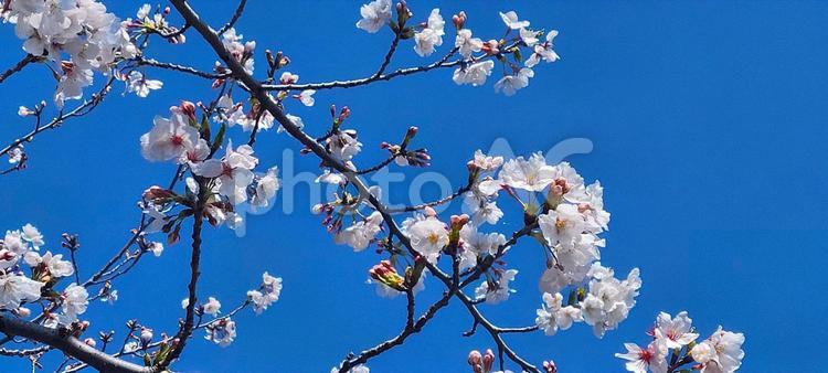 桜 桜,木,枝の写真素材