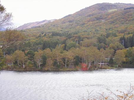 Photo, lake shirakaba, japanese privet (ligustrum japonicum), nagano prefecture, 