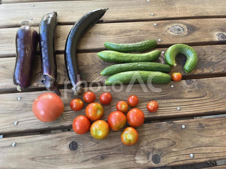 採れたての野菜 野菜,ナス,キュウリの写真素材