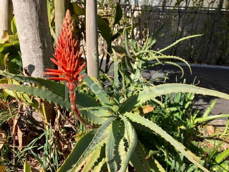 アロエの花 アロエ,赤,花の写真素材
