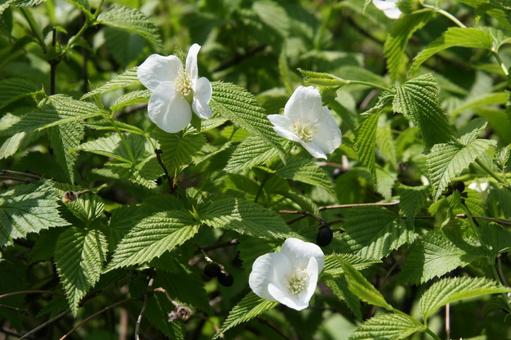 ヤマブキ・山吹の咲く風景の写真