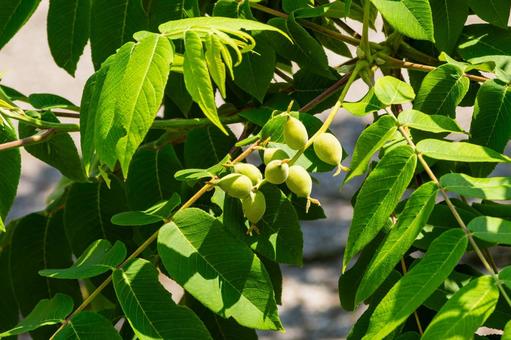 Japanese walnut⑵, JPG Japanese walnut⑵, JPG