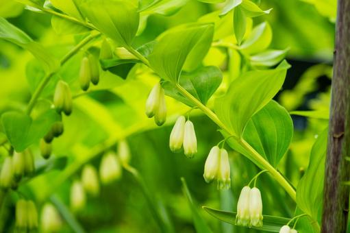Polygonatum nigricans⑴, JPG Polygonatum nigricans⑴, JPG