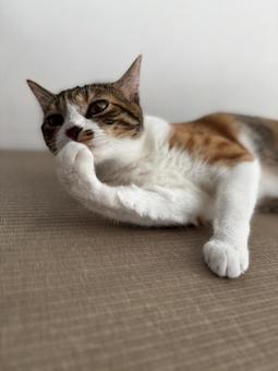 Photo, tiny, cat, animal, 