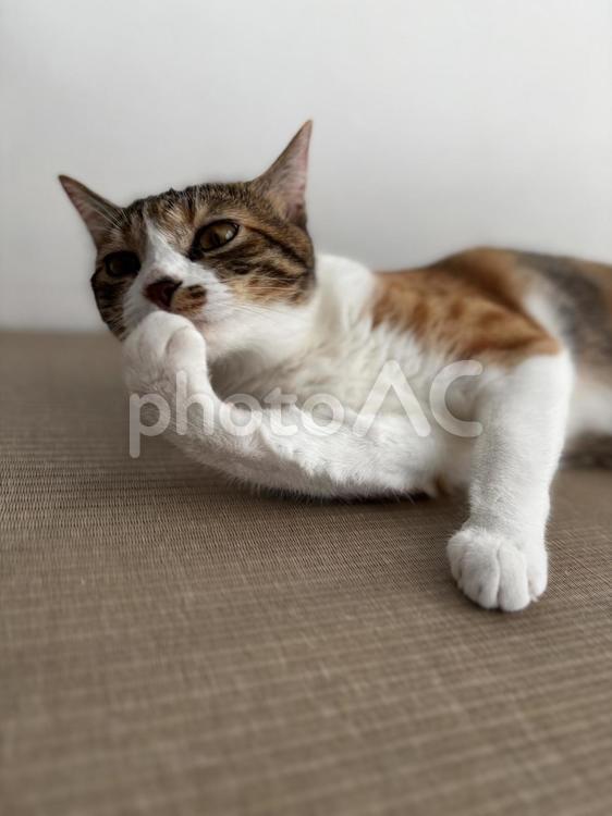 三毛猫けづくろい かわいい,ねこ,動物の写真素材
