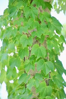 Photo, green, early summer, refreshing, 