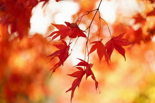 紅葉 紅葉の写真