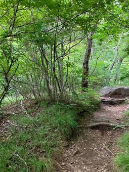 Photo, woods, in the forest, forest road, 