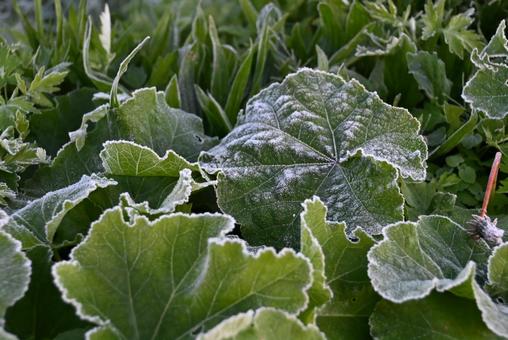 霜が降りるの写真