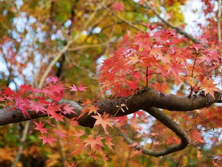秋のもみじ 秋のもみじの写真