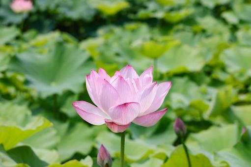 蓮の花 クローズアップ 蓮の花 クローズアップ 蓮,ハス,花の写真素材