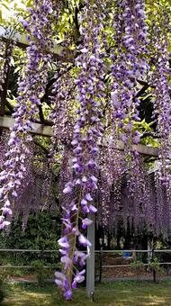 Wisteria, JPG Wisteria, JPG