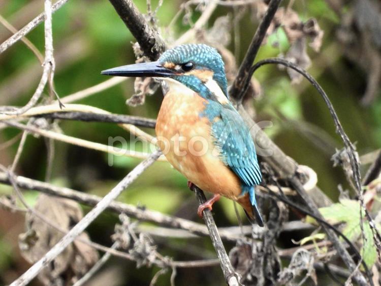 枯れ枝につかまるカワセミ 鳥,野鳥,カワセミの写真素材