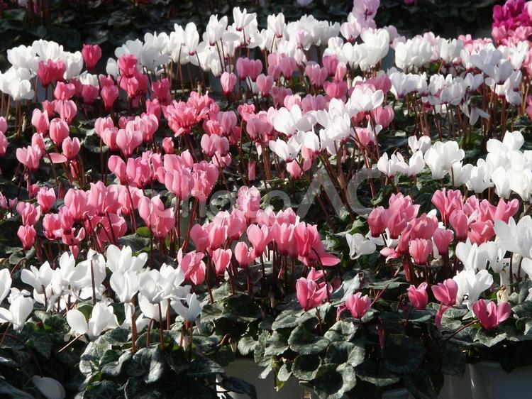 シクラメン　Cyclamen　咲く風景 シクラメン,花,花弁反り返るの写真素材