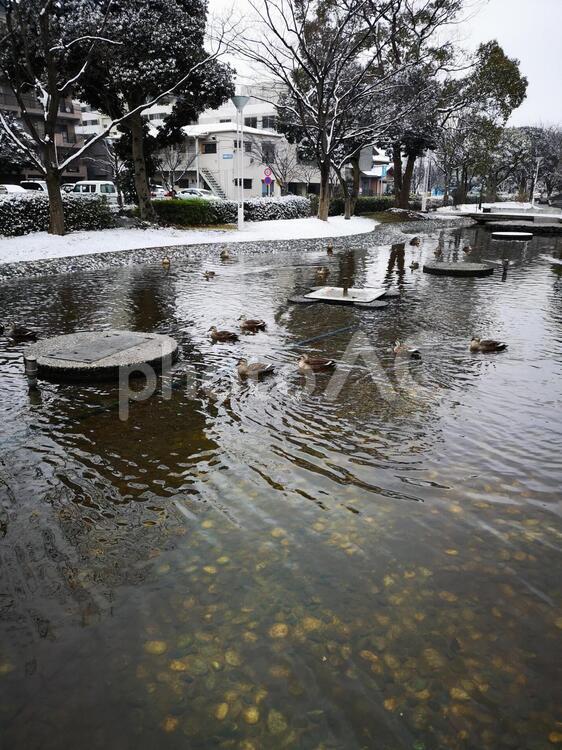 少し雪が降った公園の鴨 水域,何人もありません,川の写真素材