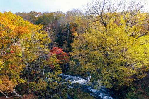 滝見橋の紅葉 滝見橋の紅葉 滝見橋の紅葉,紅葉,阿寒湖の写真素材