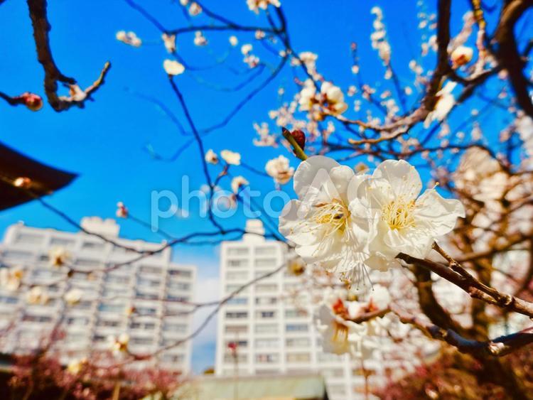 白梅たちとマンションとブルースカイ 春,白梅,梅の写真素材