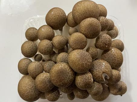 ぶなしめじ きのこ,茸,菌類の写真素材