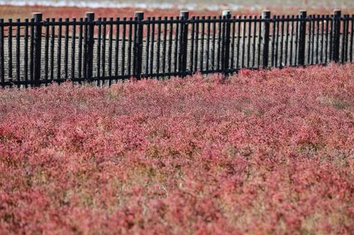 海の紅葉　シチメンソウ 紅葉,海岸,シチメンソウの写真素材