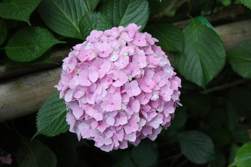 あじさい47 あじさい47 あじさい,紫陽花,アジサイの写真素材