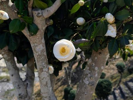 美しい椿の花 美しい椿の花 椿,花,白の写真素材