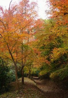 もみじの郷、紅葉ののトンネルハイキング 自然,木,風景の写真素材