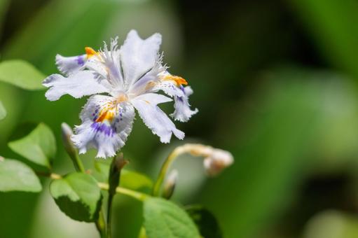 春の庭に咲くシャガの白い花 春の庭に咲くシャガの白い花の写真