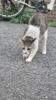 ノラ猫 202508 (2) ノラ猫 202508 (2) 生物,動物,猫の写真素材