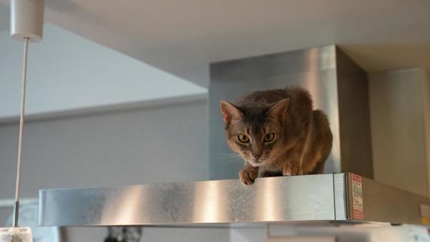 レンジフードに登る猫 レンジフードに登る猫の写真