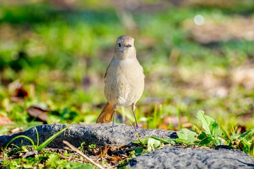 地面を歩くジョウビタキのメス 地面を歩くジョウビタキのメスの写真