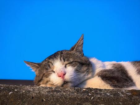 幸せそうな表情でうたた寝する猫 幸せそうな表情でうたた寝する猫 猫,ネコ,うたた寝の写真素材